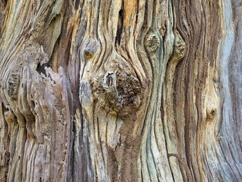 Full frame shot of tree trunk