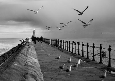 Seagulls flying over sea against sky