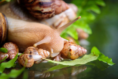 A large white snail with small snails is crawling along the branches of the plant.