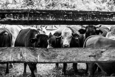 Black and white, looking through timber cattle yard fence at penned cattle