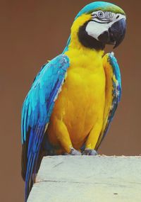 Close-up of colorful parrot