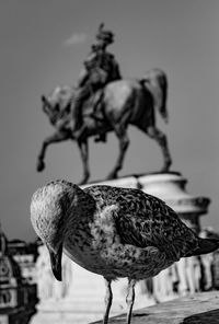 Close-up of bird perching on statue against sky