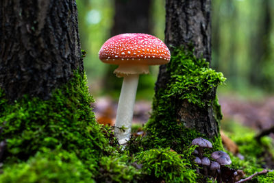 Close-up of mushroom growing on tree trunk