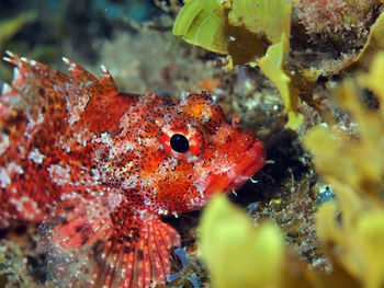 Close-up of fish swimming in sea