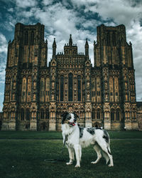 View of a dog standing in front of building