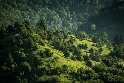 High angle view of trees in forest