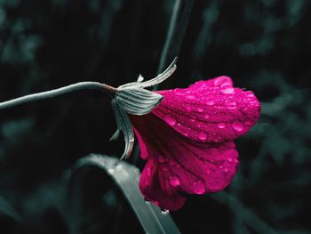 Close-up of purple flowering plant