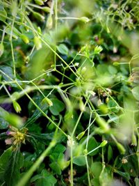 Full frame shot of green plant