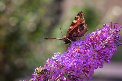 Close-up of butterfly pollinating on purple flower