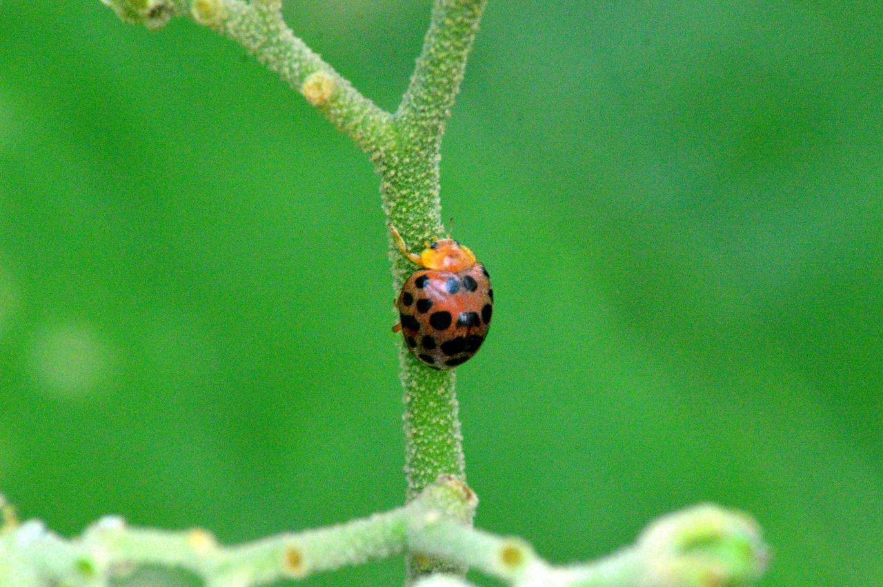 CLOSE-UP OF LADYBUG ON PLANT