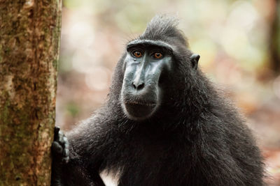 Close-up portrait of a monkey