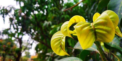 Close-up of yellow flowering plant