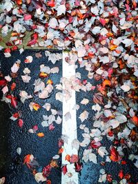 High angle view of maple leaves