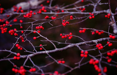 Close-up of red berries on twig