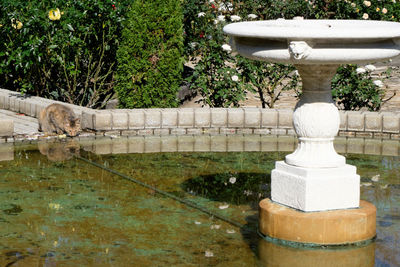Pond with trees in background