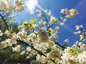 Low angle view of white flowers blooming on tree