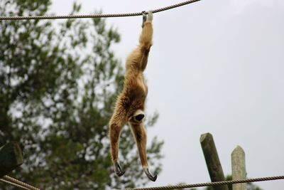 Monkey hanging on rope against sky