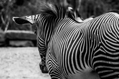 Close-up of a zebra