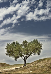 Olive tree on a barren land with hills ,blue and cloudy sky in a bright sunny day ,italian landscape