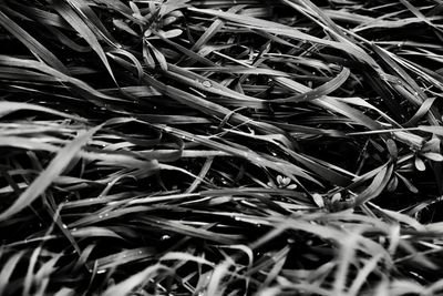 Full frame shot of plants