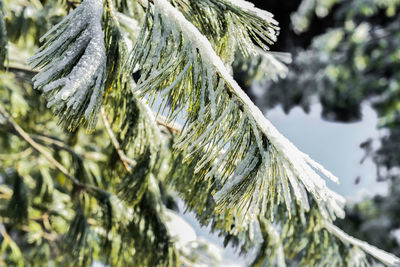 Frozen pine needles on a tree