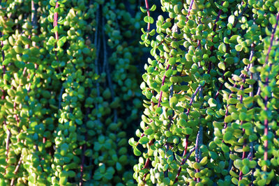 Close-up of grapes growing on tree