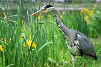 View of a bird on field