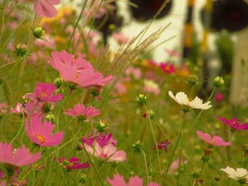 Close-up of pink cosmos flowers on field