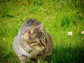 grass