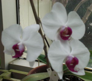 Close-up of white orchid blooming outdoors