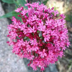 High angle view of pink flowering plant