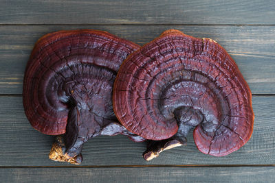 Close up of ling zhi mushroom, ganoderma lucidum mushroom on wood table