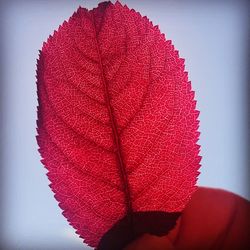 Close-up of red leaf