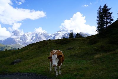 View of cow on mountain against sky