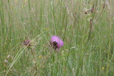 View of purple flowering plants