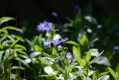 Close-up of purple flowers