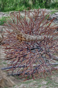 Close-up of lizard on grass