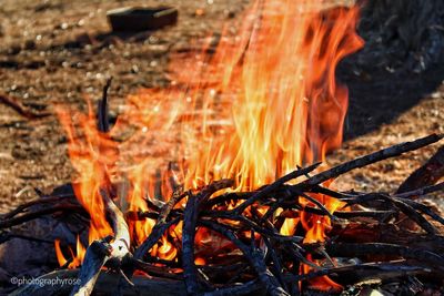 Close-up of fire on log