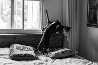 Cat relaxing on bed at home