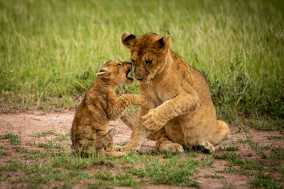 Lioness with cub playing at field