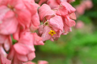 Close-up of pink flowers