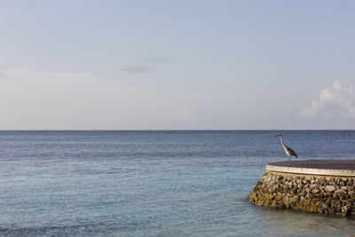 Grey heron standing on the wooden board in the sea