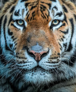 Close-up of tiger