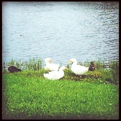 Birds in calm lake