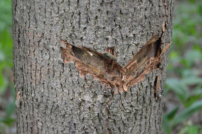 Close-up of lizard on tree trunk