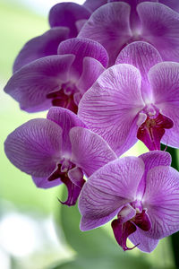 Close-up of purple orchids