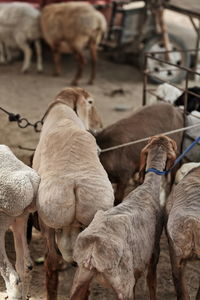 Sheep in a farm