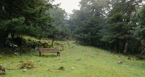 Bench in forest