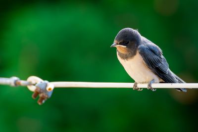 Close-up of bird perching on twig