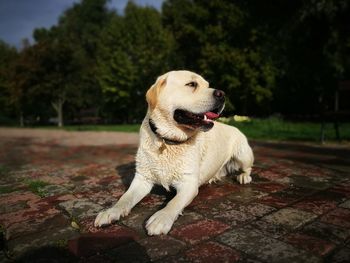 Close-up of dog on tree